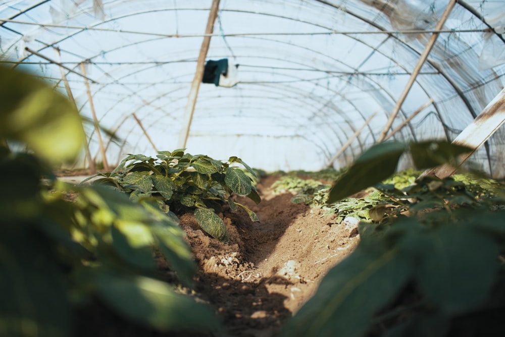 worm's-eye view photography of plant nursery