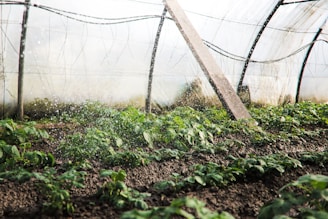 green plants being watered by irrigation system