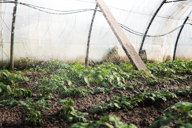 green plants being watered by irrigation system
