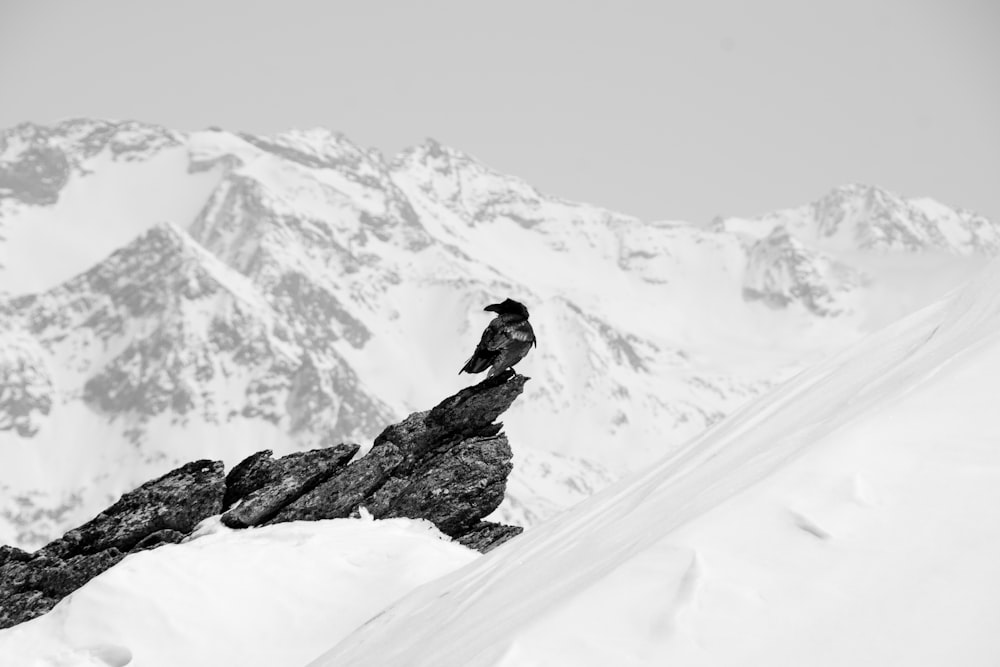 bird perched on mountain covered with snow