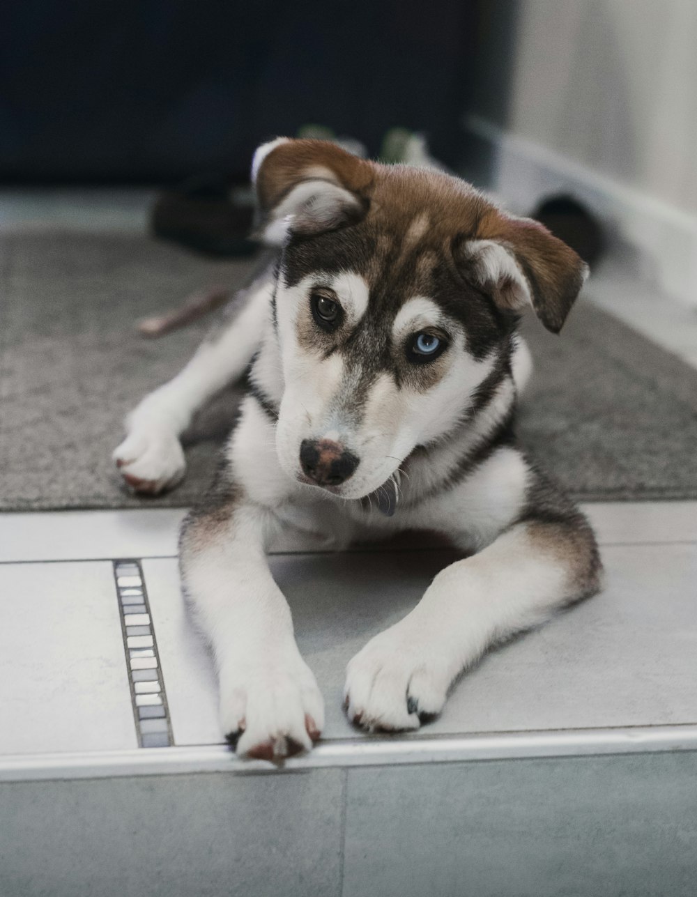 dog lying on rug near stair