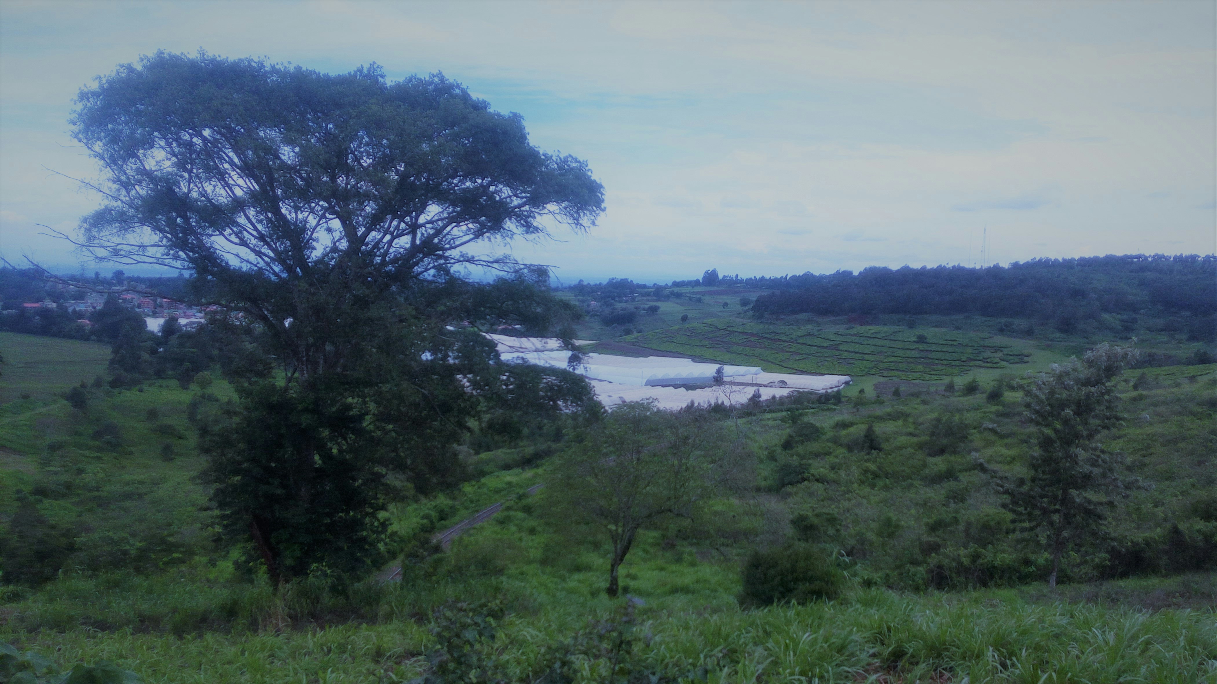 Understanding Landscape Ecology: An Overview