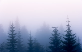 A serene nature shot of morning fog weaving through tall pine trees.
