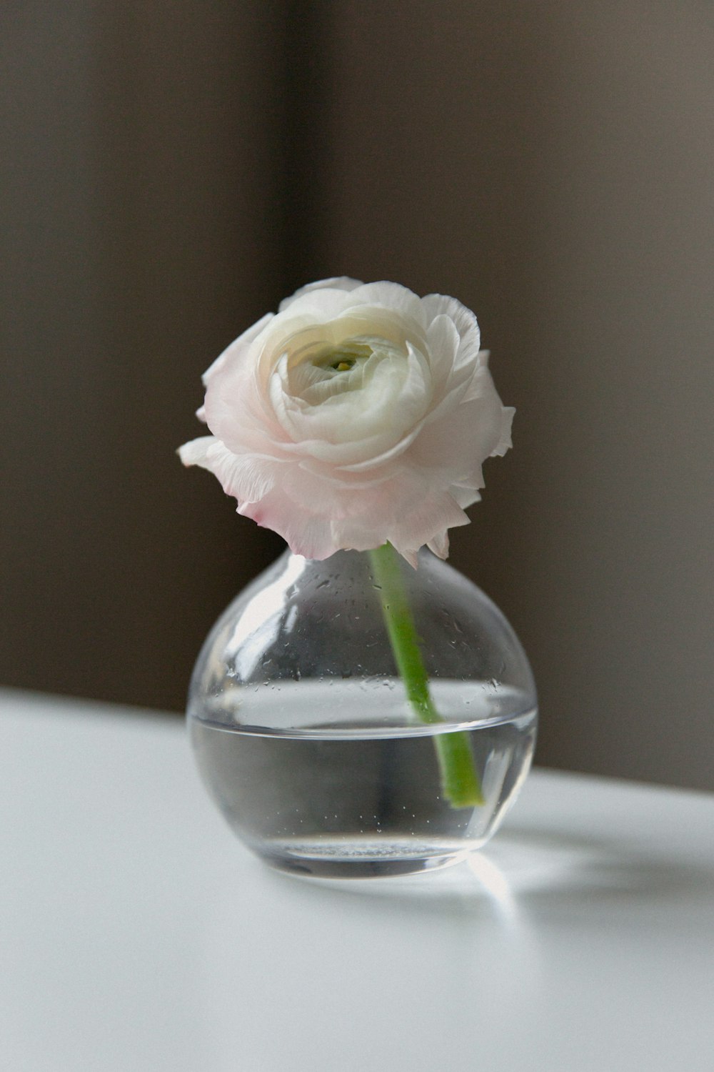 white flower on glass vase