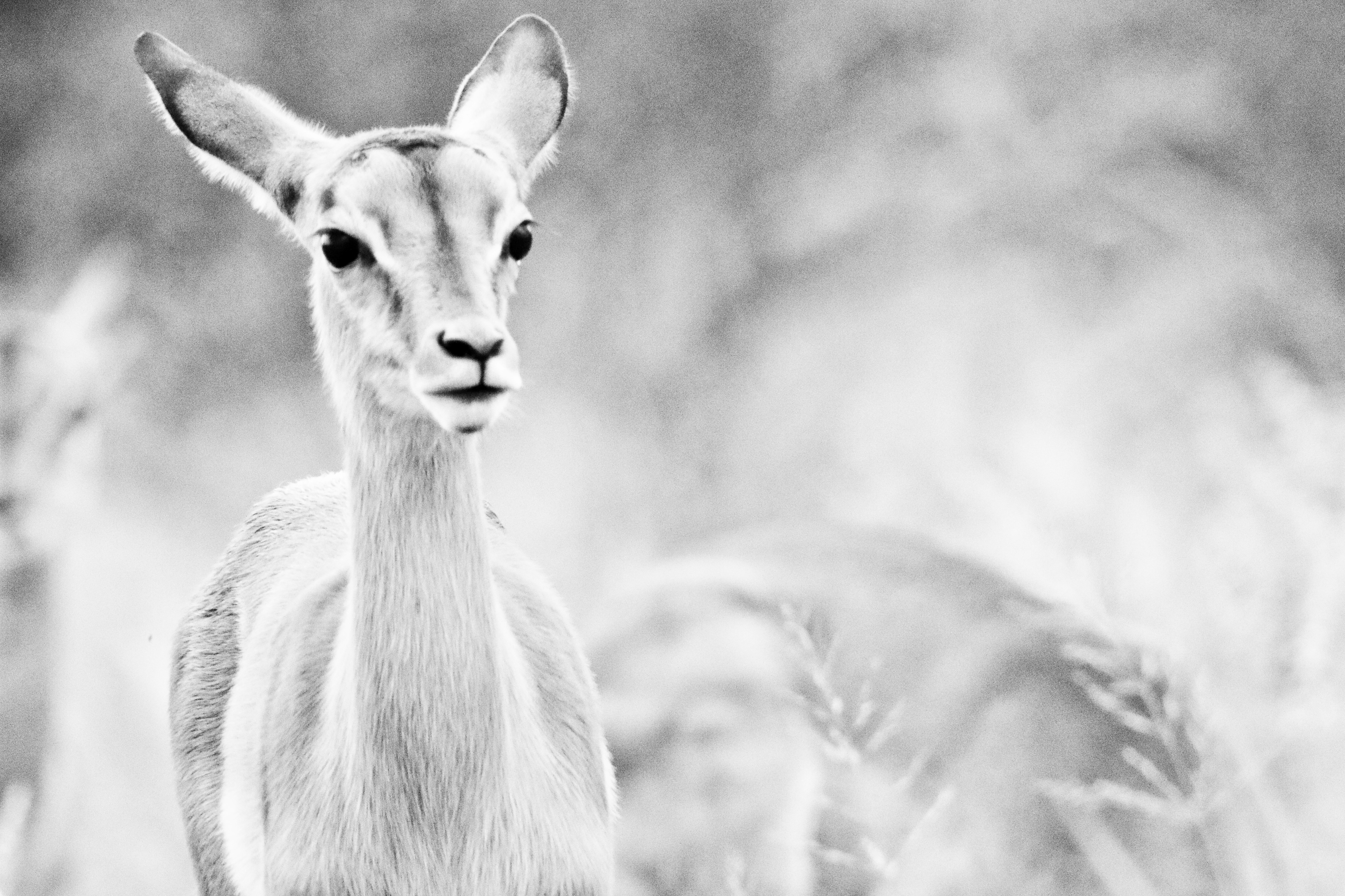 grayscale photo of animal