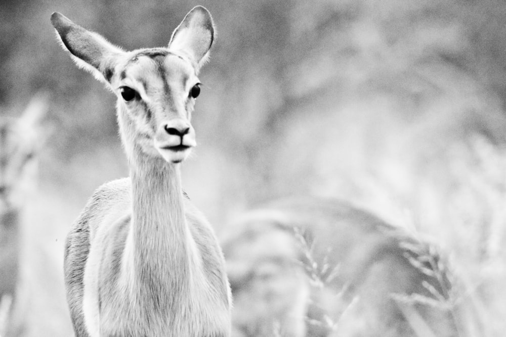 Photo en niveaux de gris d’un animal