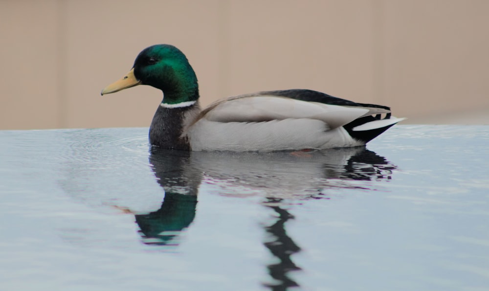 duck on body of water