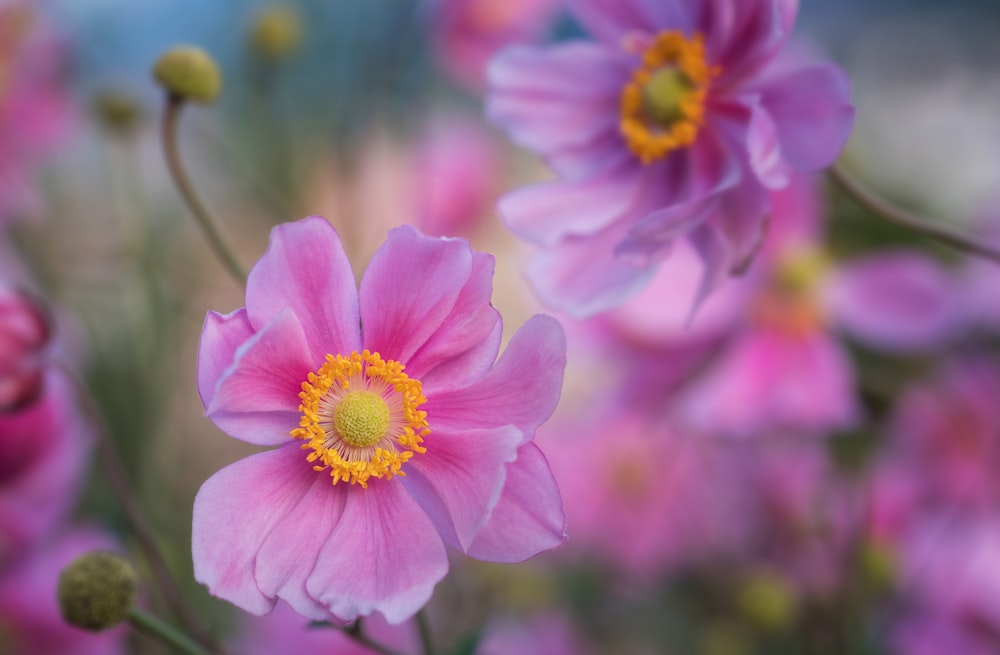 foto seletiva de flores cor-de-rosa