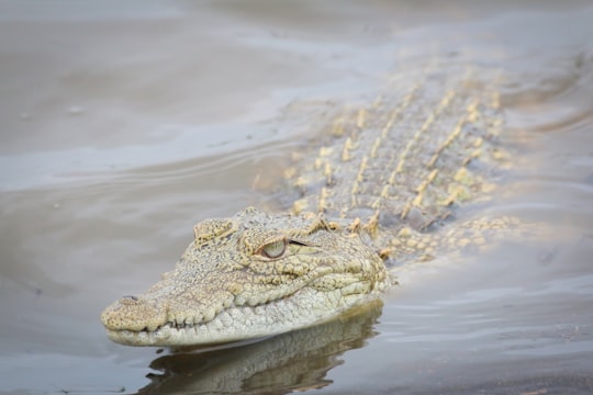 photography of brown and gray crocodile floating on body of water in Kruger National Park South Africa
