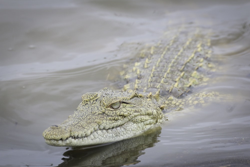 photography of brown and gray crocodile floating on body of water