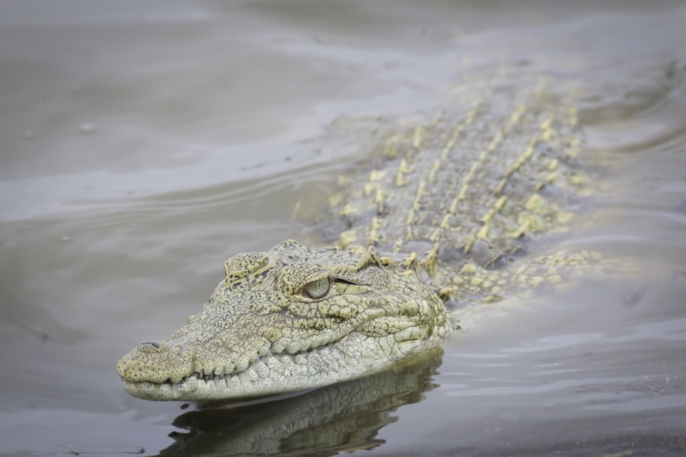 Fotografie von braunen und grauen Krokodilen, die auf einem Gewässer schwimmen