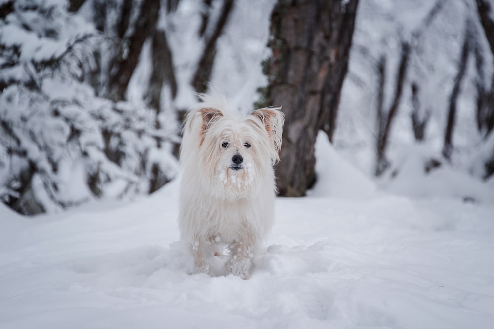 cane bianco a pelo lungo che cammina sulla neve