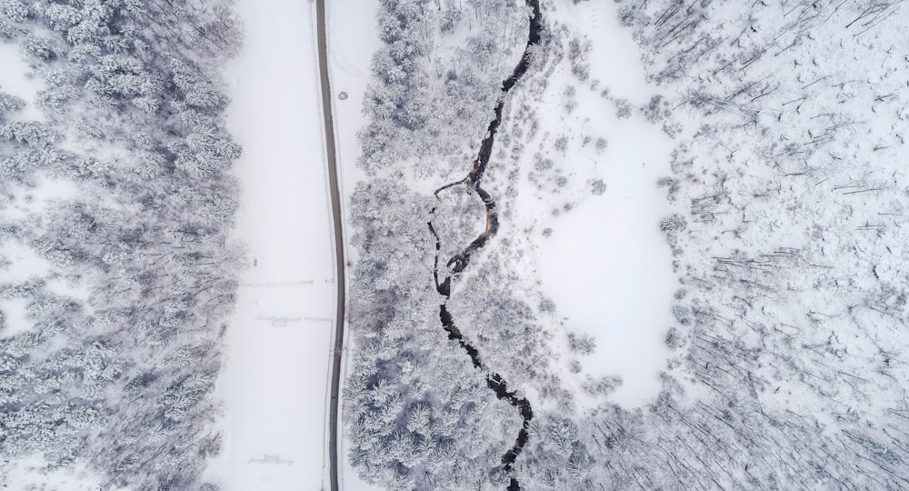 top view photography of road and trees
