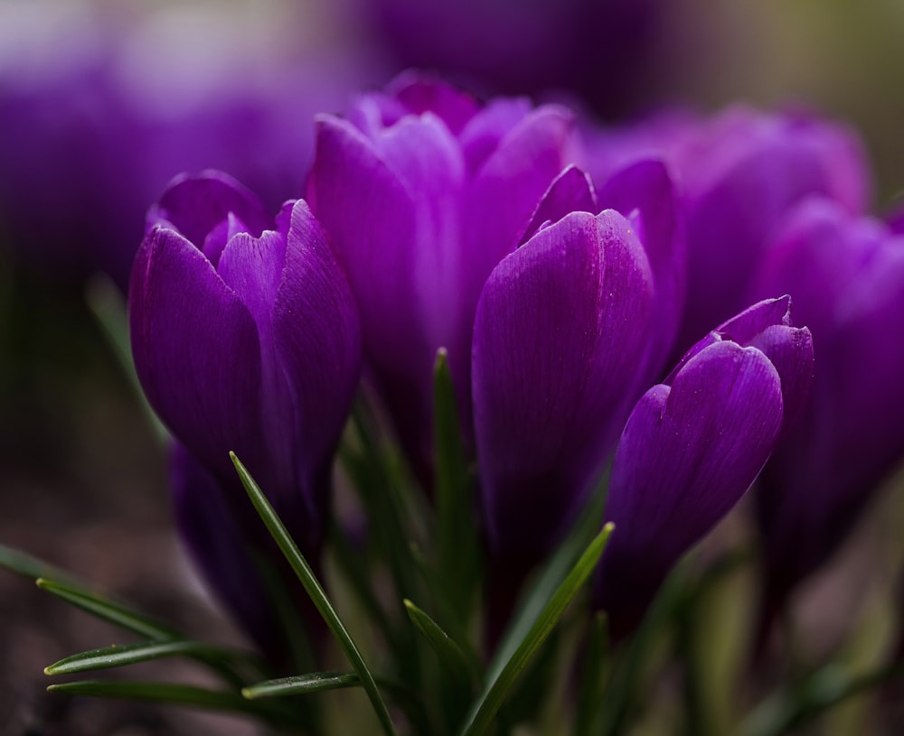 closeup photo of purple tulips