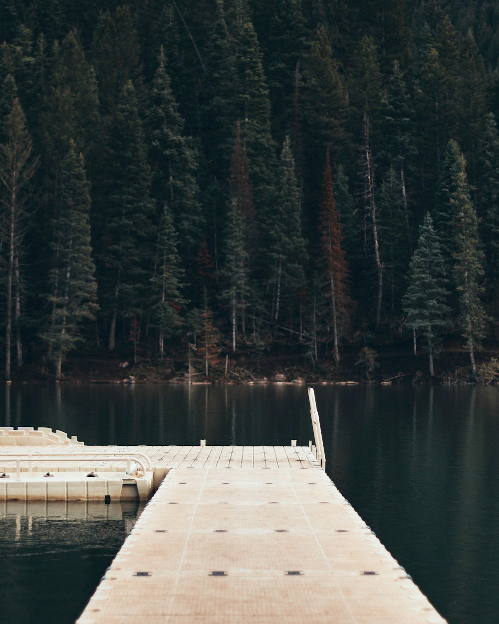 brown pier near body of water and tree