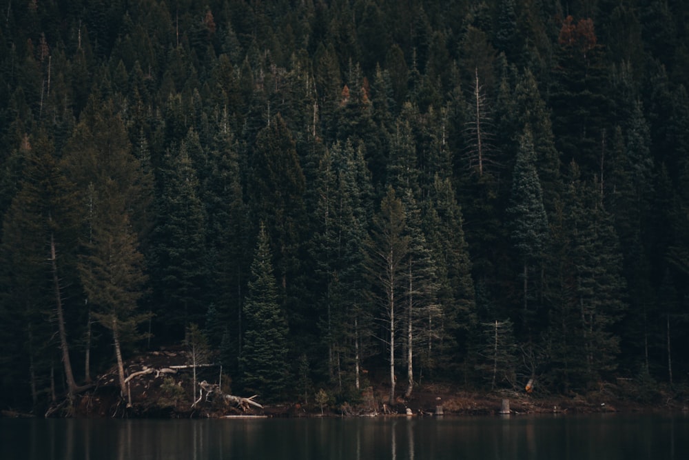 Wald neben Gewässer