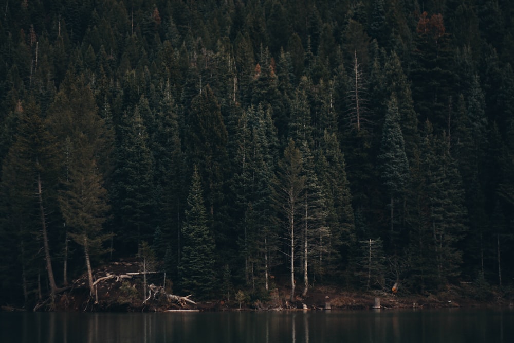 forest next to body of water