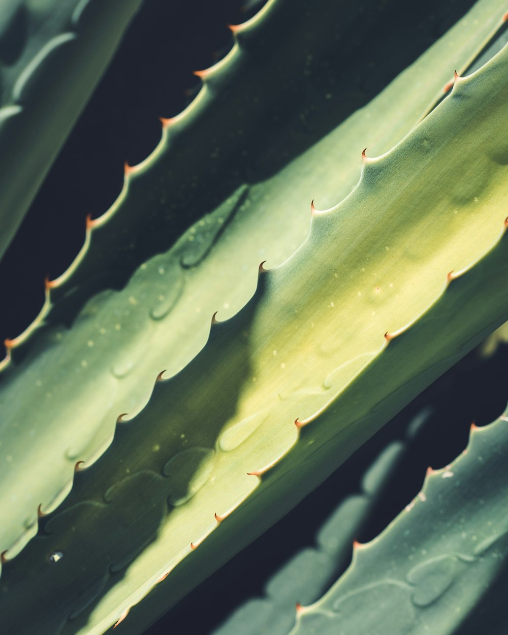 closeup photo of leaf plant