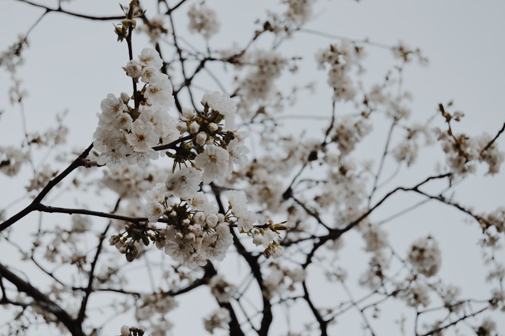 arbre à fleurs blanches