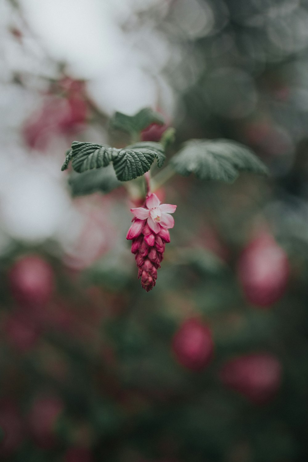 red petaled flower