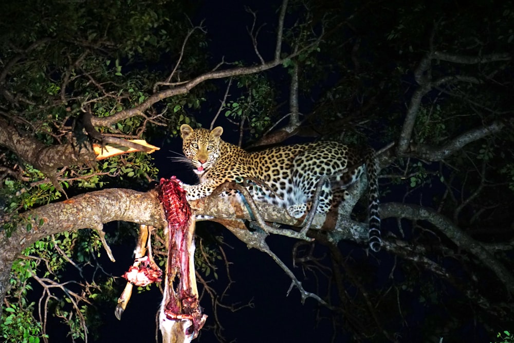 leopardo comiendo en la parte superior de la rama de un árbol