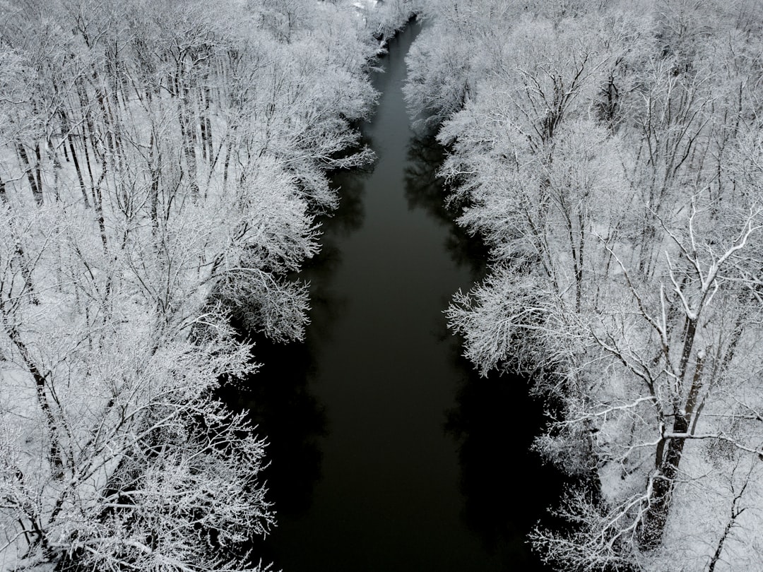 trees covered with snow