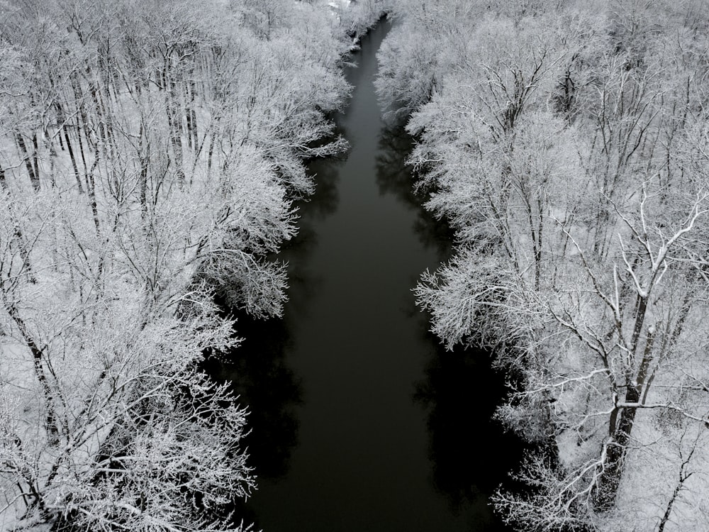 trees covered with snow