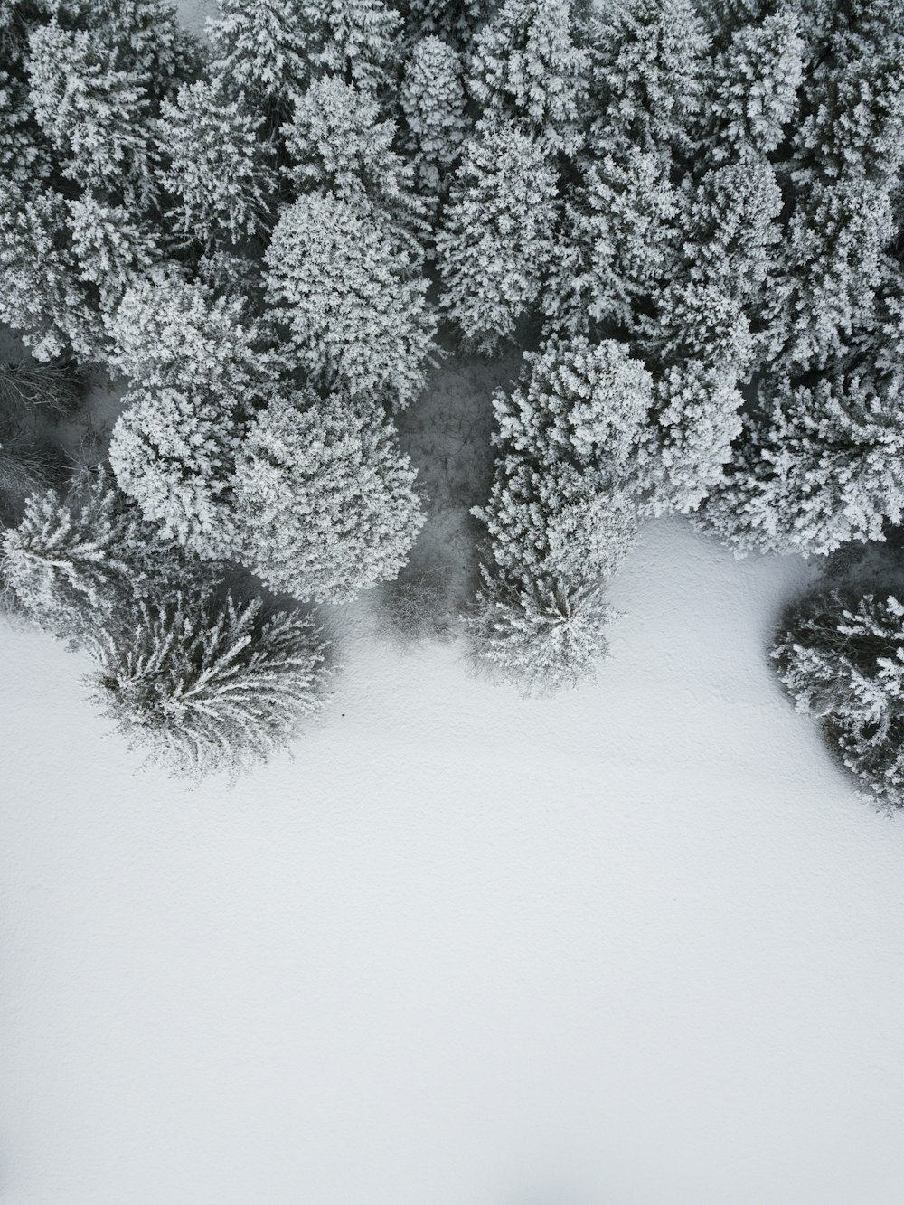 pine trees covered with snow