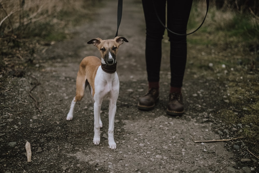 short-coatedwhite and brown dog beside person wearing black shoes