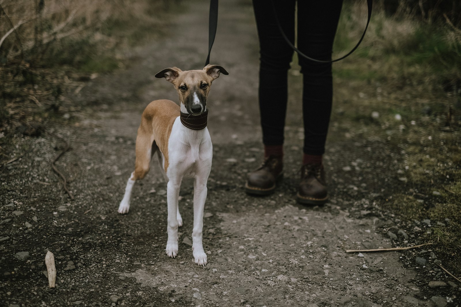 Fujifilm X-E2 + Fujifilm XF 35mm F1.4 R sample photo. Short-coatedwhite and brown dog photography