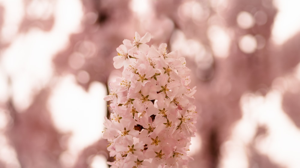 flores de pétalos blancos durante el día