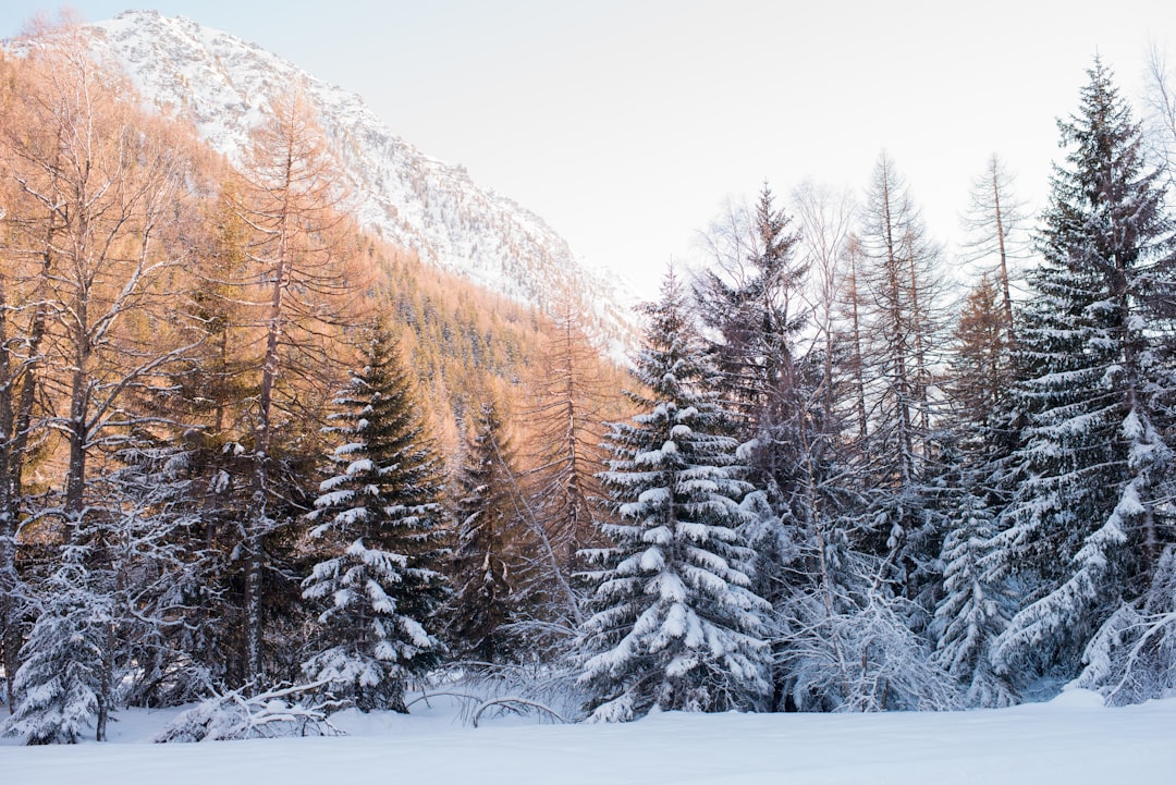travelers stories about Spruce-fir forest in Arpy, Italy