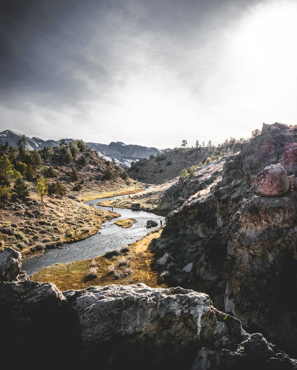 Vue aérienne des arbres entourés de rivière