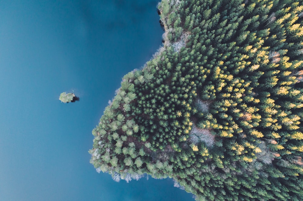 green forest beside body of water