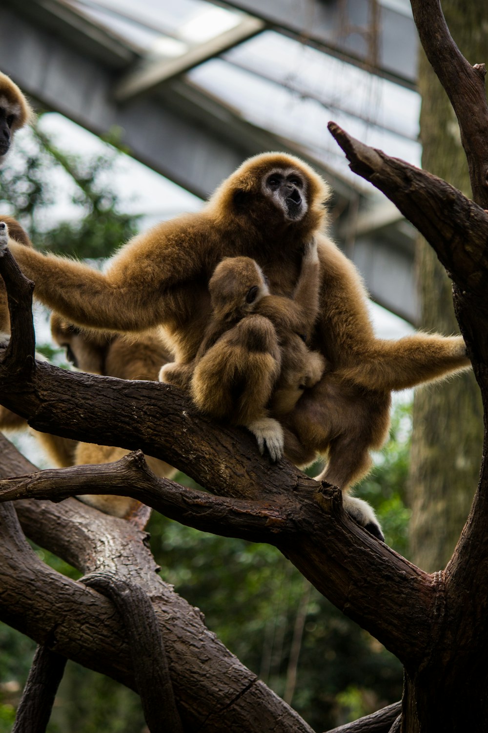 낮에 나뭇가지에 앉아있는 갈색 원숭이