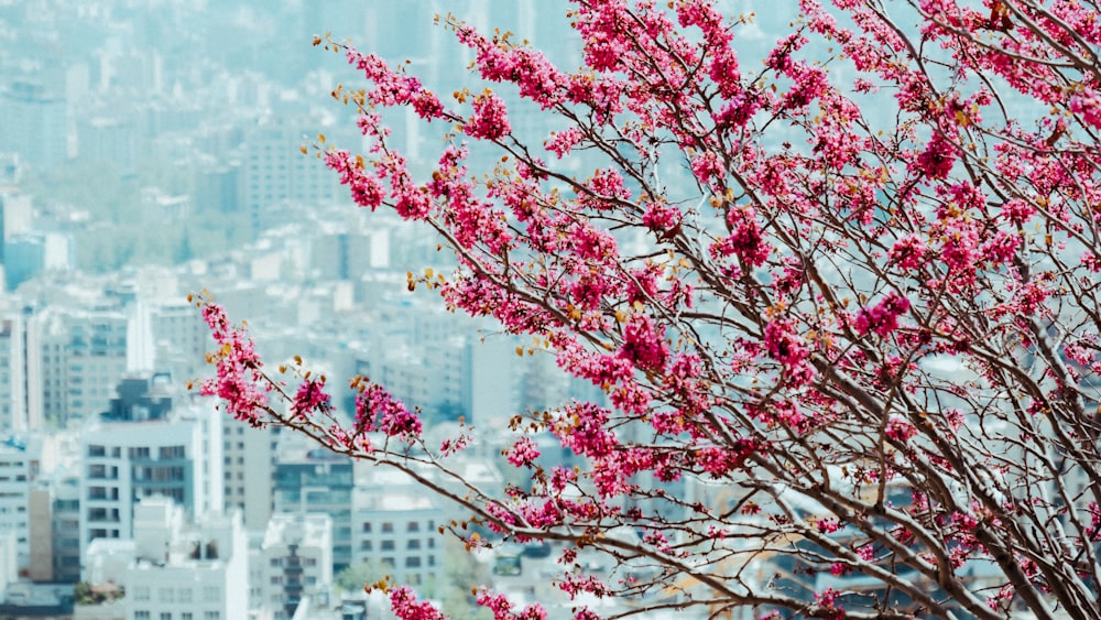 pink petaled flowers