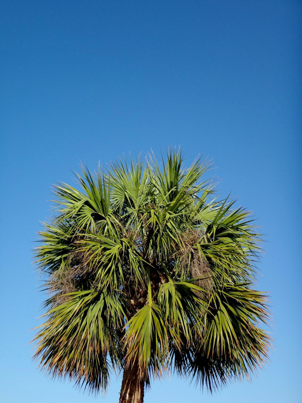 green palm tree under blue sky