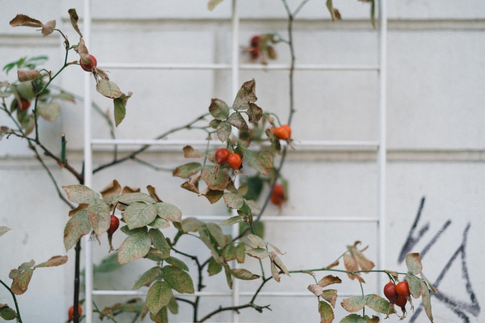 red fruits