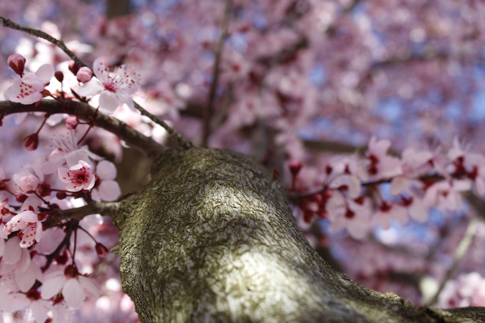 Blick aus der Wurmperspektive auf rosa Kirschblüten