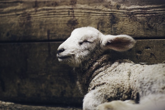 A young lamb rests peacefully against a wooden background, eyes closed and appearing serene. The wool on its body is soft and fluffy, contrasting with the texture of the rustic wood.
