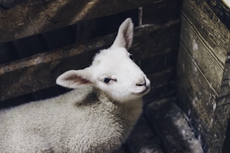 A young lamb with a fluffy white coat is situated in an enclosed wooden area, appearing curious as it looks towards the camera.