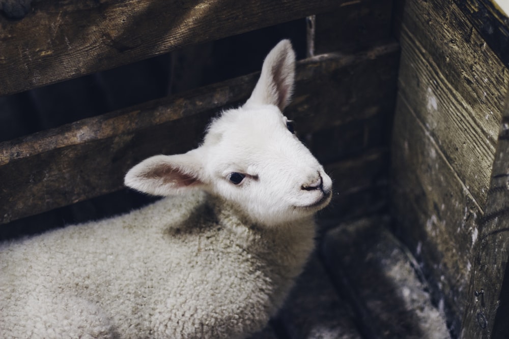 beige sheep inside cage