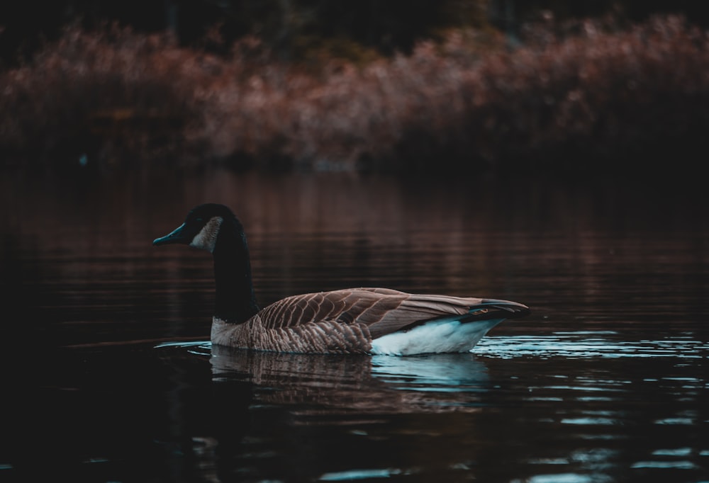 Pato real en el cuerpo de agua