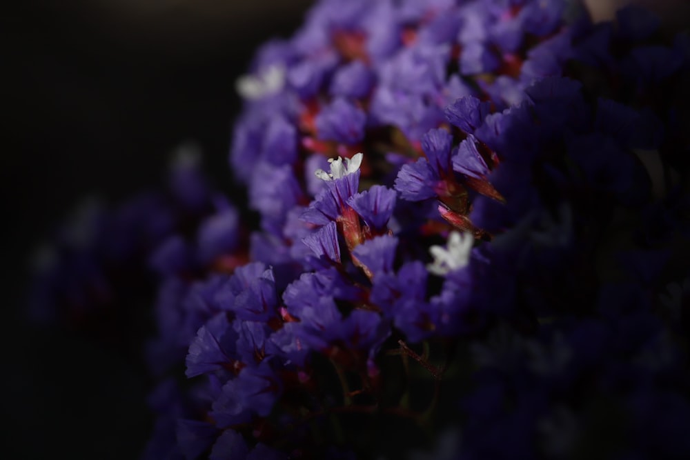 fotografia de foco seletivo de flores de pétalas roxas