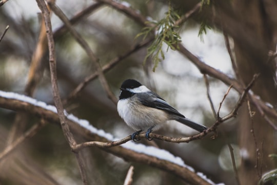 bird perched on branch covered with snow in Uxbridge Canada