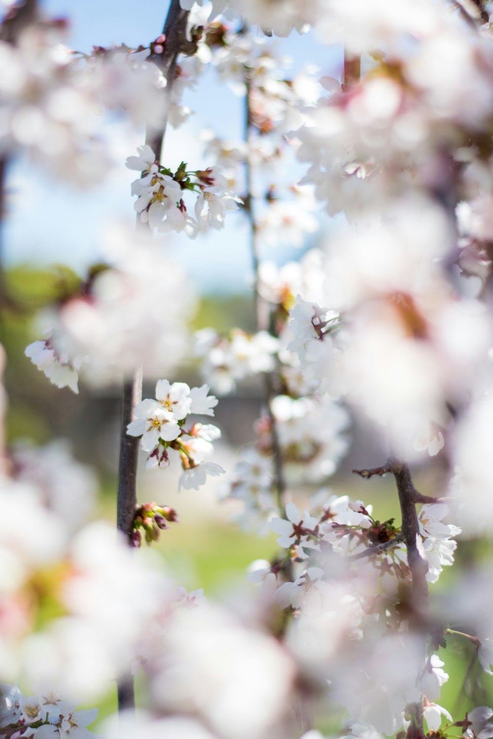 shallow focus photography of white flowers