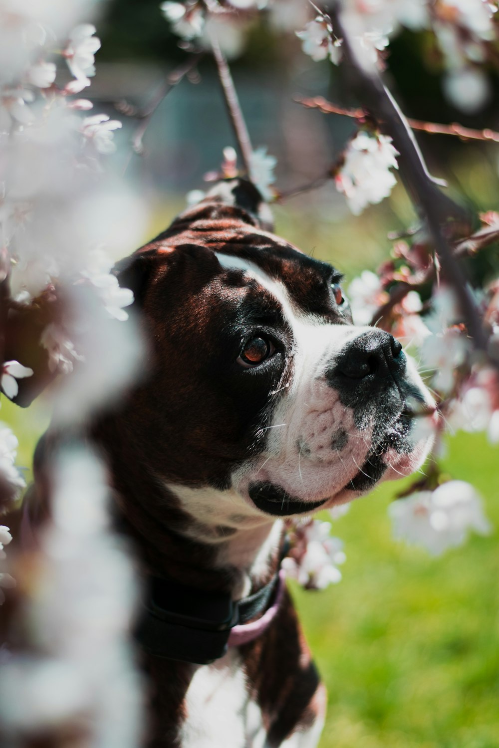 smooth brown and white boxer puppy in selective focus photography