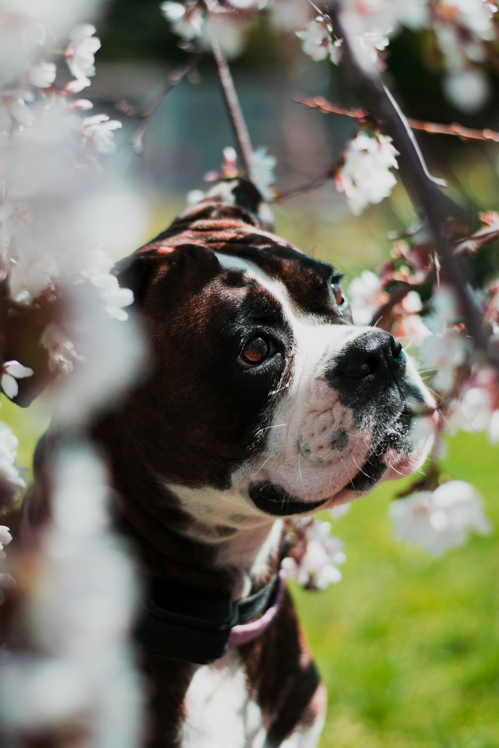 Dog animal pet and canine HD photo by Jake weirick weirick Dog animal pet and canine HD photo by Jake weirick weirick