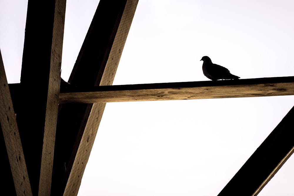 black bird on wooden stick