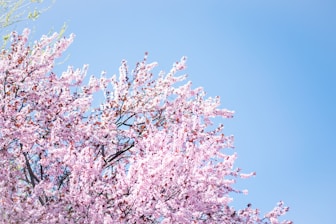 photo of cherry blossom tree